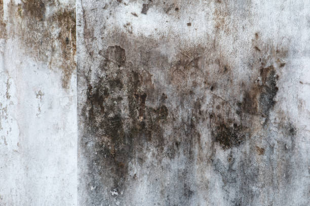 Best Emergency Mold Remediation  in Elko New Market, MN