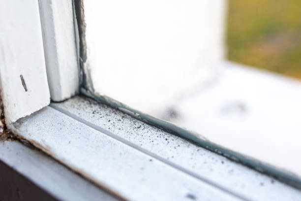 Reliable Elko New Market, MN Mold Removal Solutions