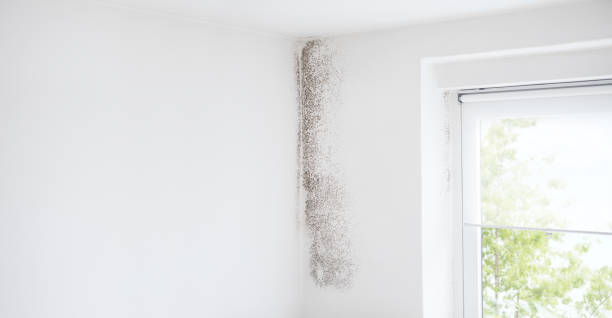 Best Residential Mold Inspection & Testing  in Elko New Market, MN
