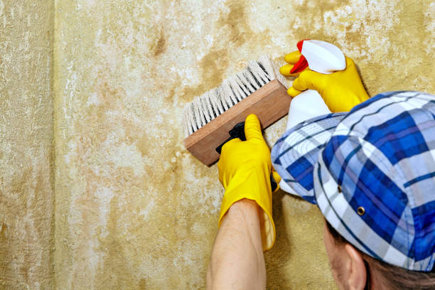 Best Black Mold Removal  in Elko New Market, MN