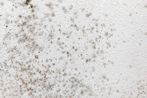  Elko New Market, MN Mold Removal Pros
