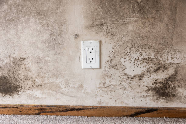 Best Real Estate Mold Inspection  in Elko New Market, MN