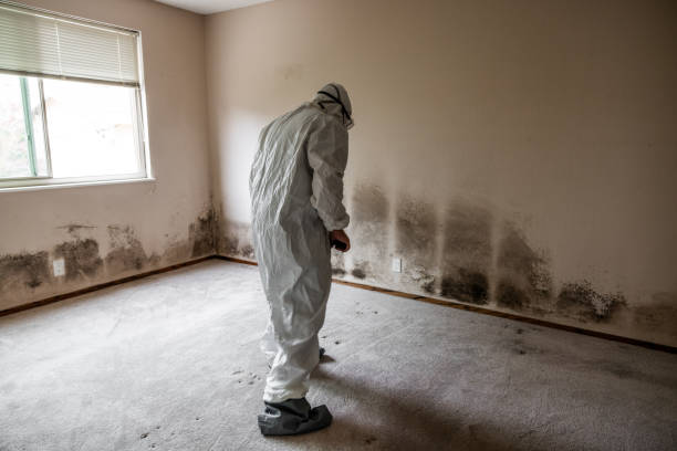 Best Mold Removal for HVAC Installations  in Elko New Market, MN