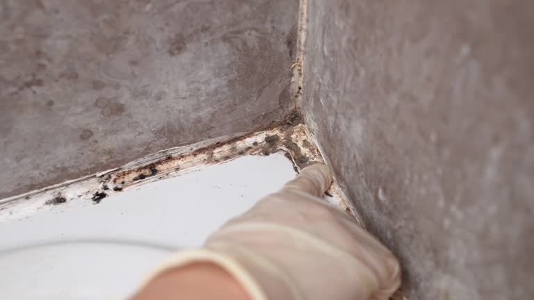 Best Attic Mold Removal  in Elko New Market, MN